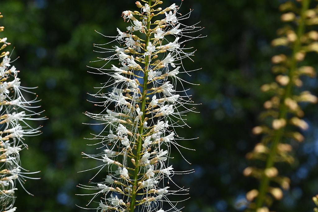 2025-07199675 Tower Hill Botanic Garden, MA.JPG - Bottlebrush Buckeye. New England Botanic Garden at Tower Hill, MA, 7-19-2025